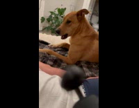 Brown dog tries to bite massage gun