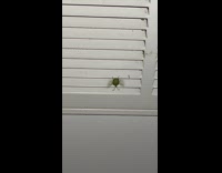 Stinkbug trying to fly up the air-condition