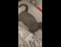 Collab KaleSaladIG - Cat looks dead asleep but actually alive 