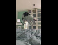 Cat Propels Itself towards Pillows and Bed