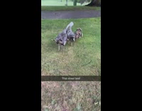Two turkey fights each other on the golf course