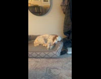 Dog sleeps in bed snores like horse