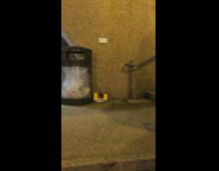 Rat jumps out of trash can and runs away 