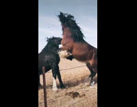 Two horses stand on hind legs play 