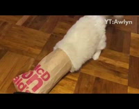 White cat sticks head in mcdonalds bag