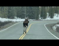 Wild Moose runs on the road in front of the vehicle