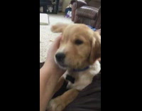 Lady shows herself petting dog and puppy 