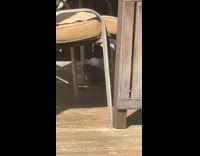 Squirrel visit porch play with dog toys