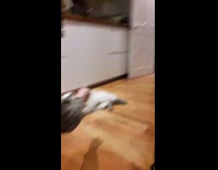 Cat in Santa Claus costume lie down