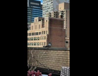 Collab WINY - Pigeons Hook Up and Mate on Rooftop