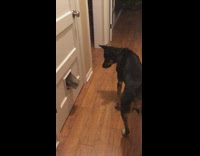 Black dog watches other dog try to go through small doggy door but fail