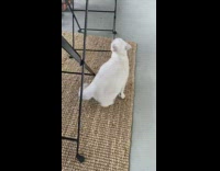 White cat sits under black blue chair 