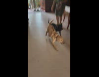 Two pet dog greets family with excitement