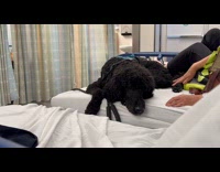 Collab WINY - Dog lie down hospital bed with owner