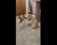 Brown cat stands plays with feather toy