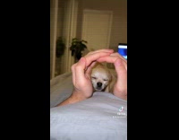 Dog goes through hand house gesture 