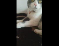 Grey and white cat kneads blanket