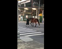 Woman crosses the street with her horse