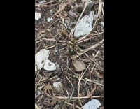 Yellow wasp tries to eat spider on the ground