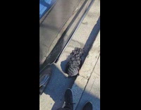 Guy sees black wig on street ground