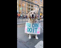 Collab WINY - Dog wear You Can Do It sign in NYC marathon