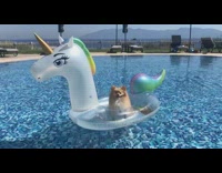Pomeranian sits on unicorn floaty in pool