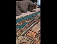 Cat zoomies with blanket on the bed