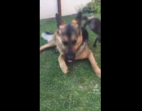 German shepherd dog watches baby goat play