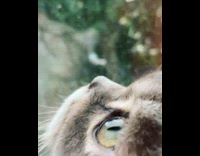 Grey cat tries to play with rain through window 