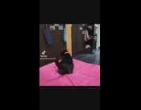 Compilation of owners cat clips making sudden movements