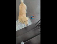 Golden retriever chew toy and growl stairs