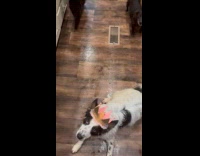 Dog sits wait for birthday bone gift