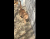 Dirty cat wants to be let inside 