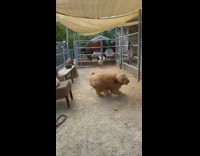 Goat sees dog jumps through metal gate 