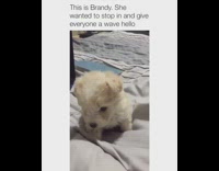 tiny white puppy waves