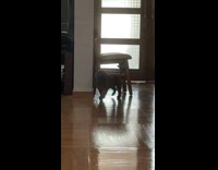 Collab BitchIG2 - Brown dog plays with blue squeaky toy