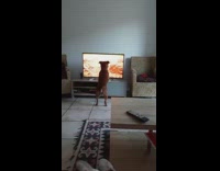 Pet dog watches television and gets scared from it