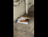 Big rat eats pizza in box 