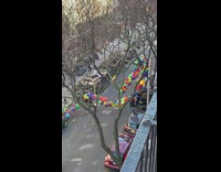 Person stands on car while holding balloons