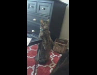 Owner tells cat to stand grow bigger
