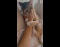 Cat cries in sleep then acts crazy