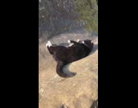 Collab PLC - Black White Cat rolls on a rock