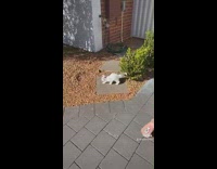White kitten startled by shirtless guy farting
