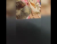 Grey brown kitten cat licks lips mouth 