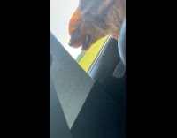 Dog face peeks outside the car window