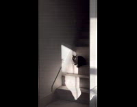 Black cat trembles fear with hand shadow