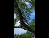 Hawk claws squirrel down on the tree