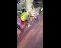 Guy bounces ball turns into lemon glitch 