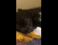 Kitten purring in sleep 