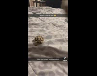 Dog hits tortoise with paw in bed 